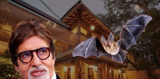 bat enters in amitabh bachchan home