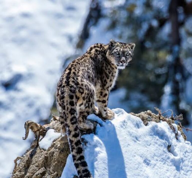 Snow leopards are listed as vulnerable on the International Union Of Conservation Of Nature Red list